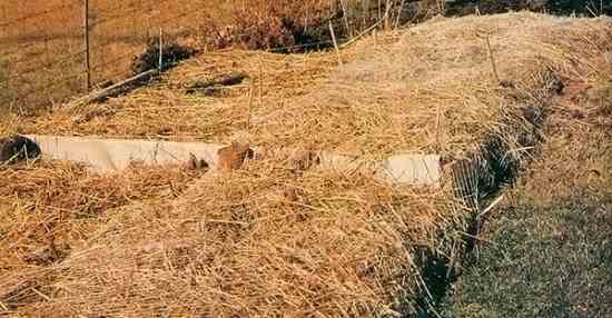Applying straw mulch is an excellent way of winterizing plants. This batch is held in place on a strawberry bed with cheap fishnet.